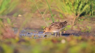 yiyecek bulmak iki su çulluğu