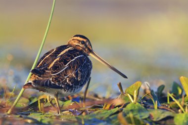 snipe basking in the morning sun clipart