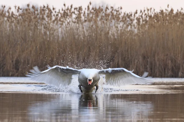 Mute swan accelerates tremendous speed — Stock Photo, Image