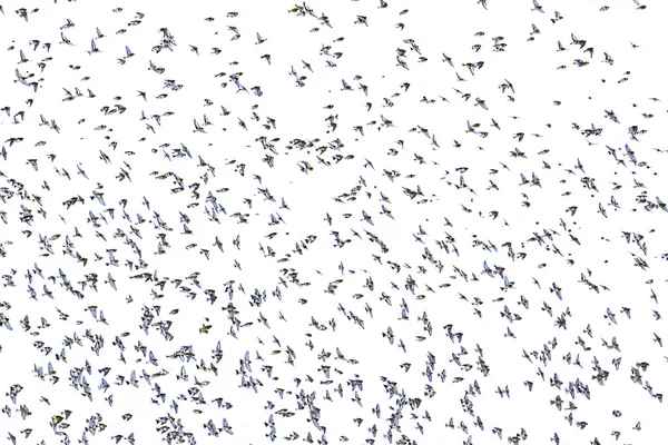Miles de pájaros cantores vuelan sobre un fondo blanco —  Fotos de Stock
