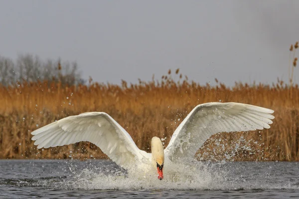 Muet cygne halnuye jambes et ailes sur l'eau — Photo