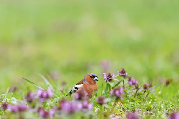 Chaffinch coleta insetos entre flores rosa — Fotografia de Stock