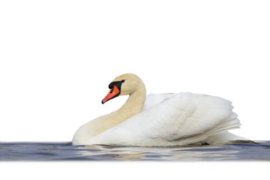 Mute swan mavi üzerinde yüzen izole beyaz su