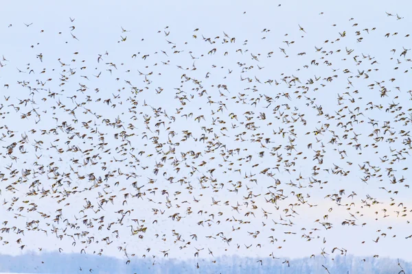 Grande rebanho pássaros voam entre o céu escuro — Fotografia de Stock