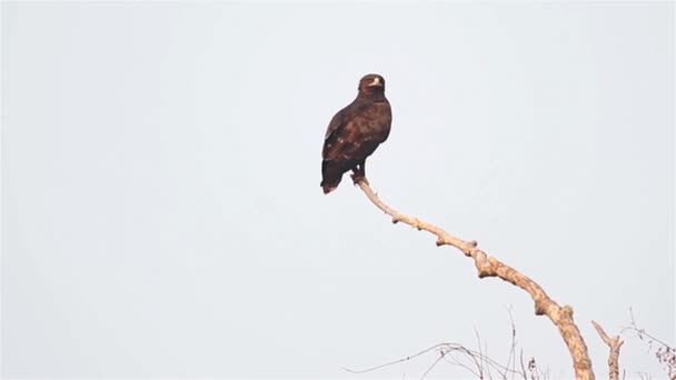 Adler ragt aus Ast — Stockvideo