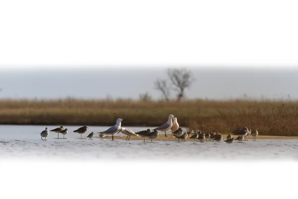 Gregge di uccelli migratori isolati su bianco — Foto Stock