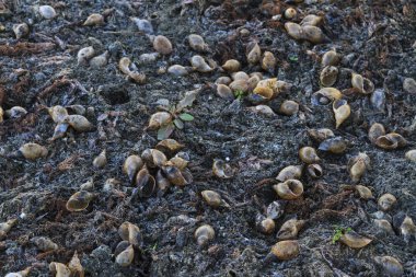 Kuru gölün dibinde boş kabukları