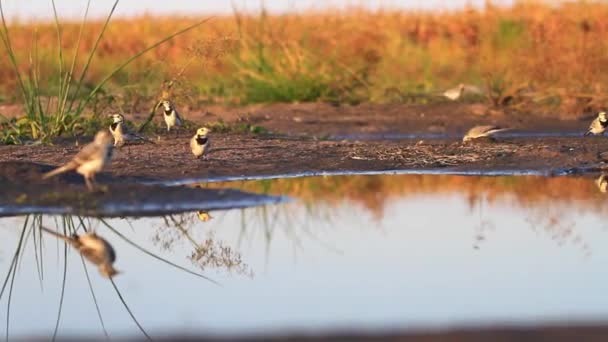 Vogelschwarm flog zum Trinken — Stockvideo