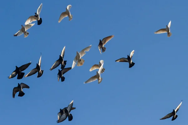 flock of doves flying in the blue sky
