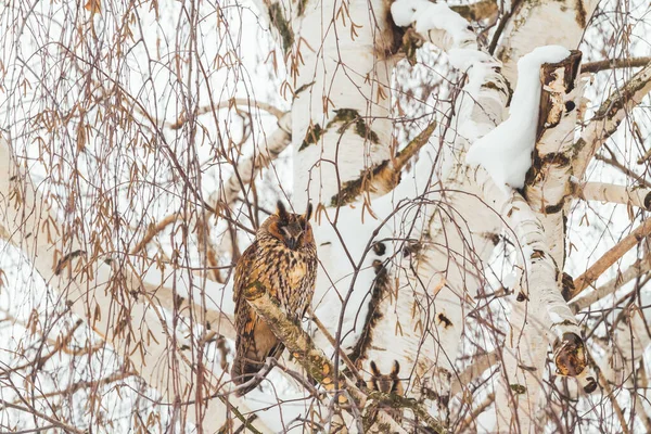 Sowa w zimowy dzień siedzi na brzozy — Zdjęcie stockowe