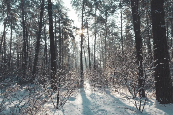 Снежный лес на рассвете утром — стоковое фото
