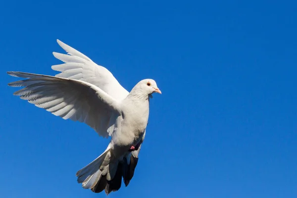 Білий голуб летить на блакитному небі — стокове фото