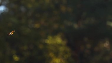 Sonbaharda meşe yaprağı yavaşça döner.