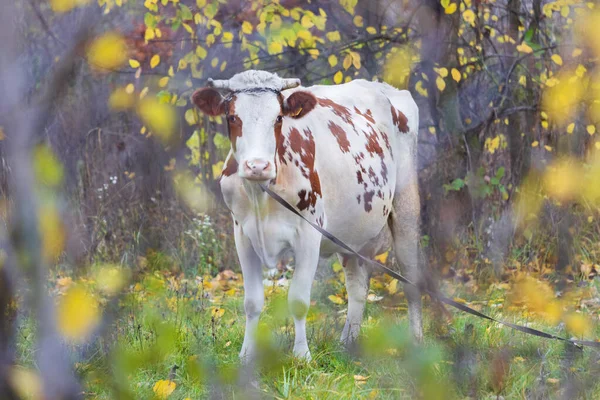 Vaca no pasto entre folhas de outono — Fotografia de Stock