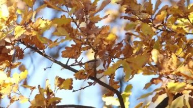 long-tailed tit among yellow leaves