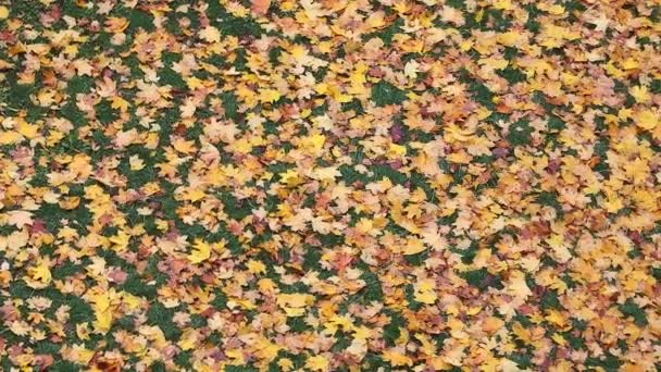 Teppich aus abgefallenen bunten Blättern — Stockvideo