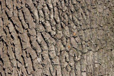 meşe kabuğu doğal güçlü doku