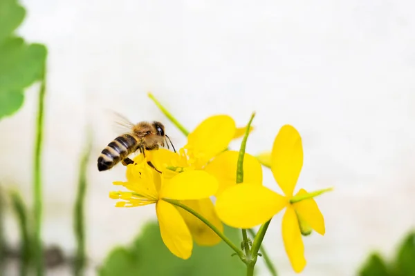 벌은 노란 봄 꽃에 수분을 한다 — 스톡 사진