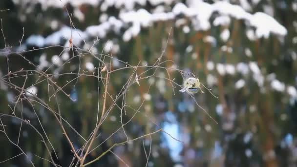 Blue tit jumping on thin branches — Stockvideo