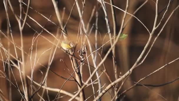 Vacker fågel lyfter från en gren — Stockvideo