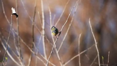 blue tit flew from branch to branch