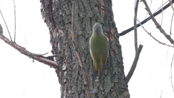 啄木鸟在树皮下觅食 — 图库视频影像