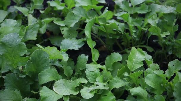 Arugula dalam hujan musim semi — Stok Video