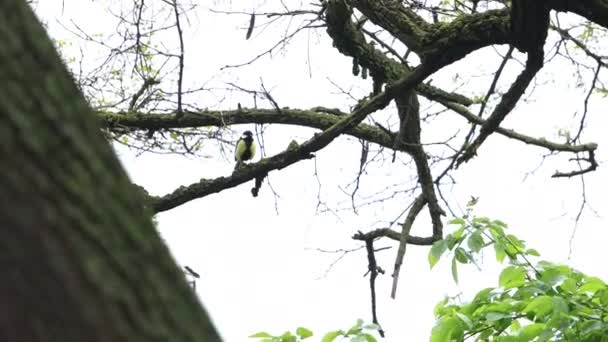 Big tit jumps among beautiful branches — Vídeos de Stock