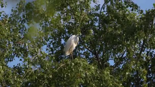 굉장 한 황로가 나무 위에 앉아 있다가 날아가 버리죠. — 비디오