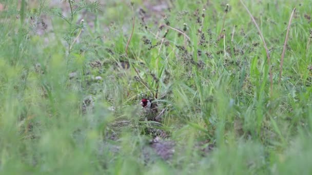 Guldfink äter gräs frön på fältet — Stockvideo