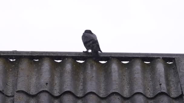 Duif zittend op het dak in zware regen — Stockvideo