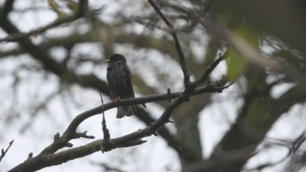 Estornino en la fría lluvia de primavera — Vídeos de Stock