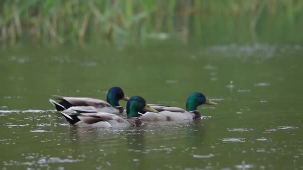 Three mallards swimming in the rain — Stock Video