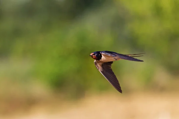 Barn swallow flies over the field — Stock Photo, Image