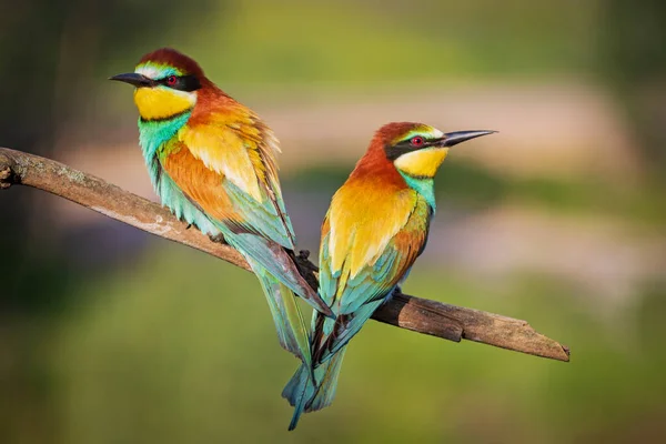 Ζευγάρι Φωτεινά Πουλιά Που Κάθονται Κοντά Ένα Κλαδί Πουλιά Και — Φωτογραφία Αρχείου