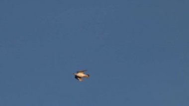 Mavi gökyüzünde beyaz güvercinler hızla uçar.