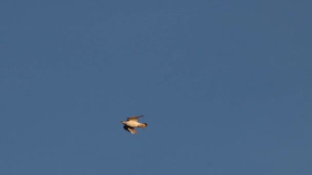 Białe gołębie latają szybko na niebieskim niebie — Wideo stockowe