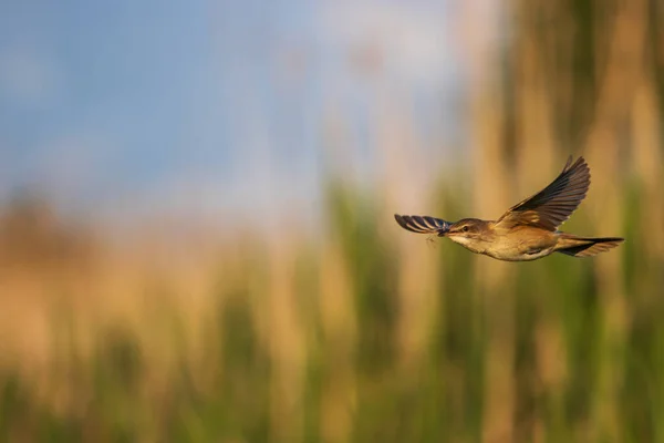 Vogel fliegt mit einem Zweig für ein Nest — Stockfoto