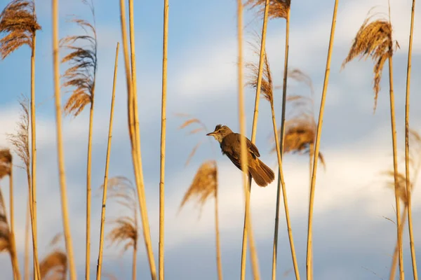 해질 녘 햇살을 받는 새가 갈대 위에 앉아 있다 — 스톡 사진