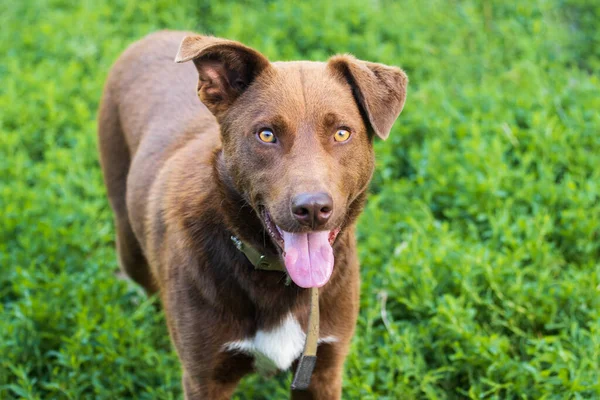 Alegre perro marrón mira a la cámara con la lengua hacia fuera — Foto de Stock