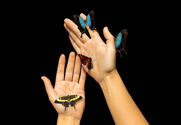 Mãos femininas suaves cobertas com borboletas isoladas em preto — Fotografia de Stock