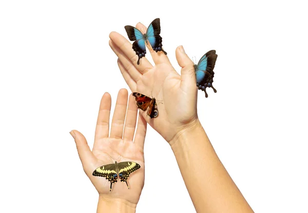 Mains féminines douces recouvertes de papillons isolés sur blanc — Photo