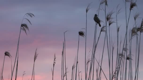 Oiseau chante sur le fond du ciel rose du soir — Video