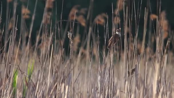 Las aves se sientan en el cattail y vuelan lejos de él — Vídeo de stock