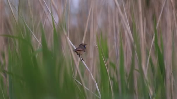 Bluethroat śpiewa siedząc w trzcinach — Wideo stockowe