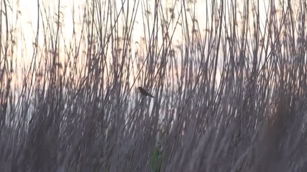 Linnet sjunger i kvällsljuset — Stockvideo