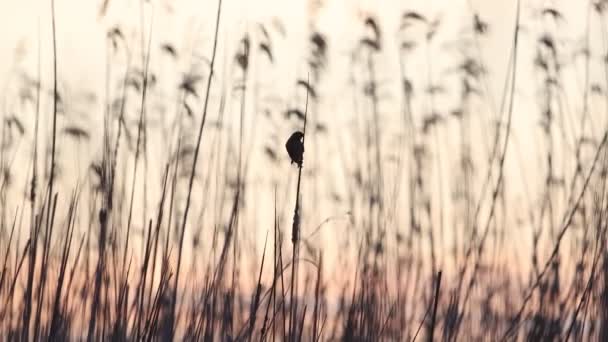 Linnet canta en una caña a la luz de la noche — Vídeos de Stock