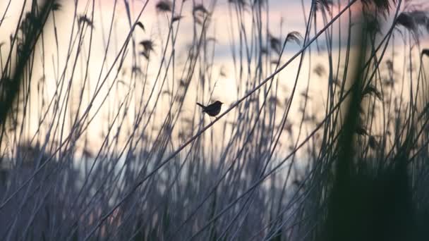 Petit oiseau chante sur le roseau — Video