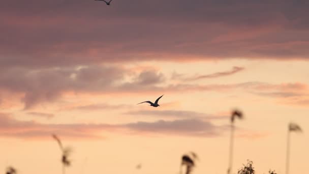 Par de gaivotas voando em câmera lenta em um belo céu — Vídeo de Stock