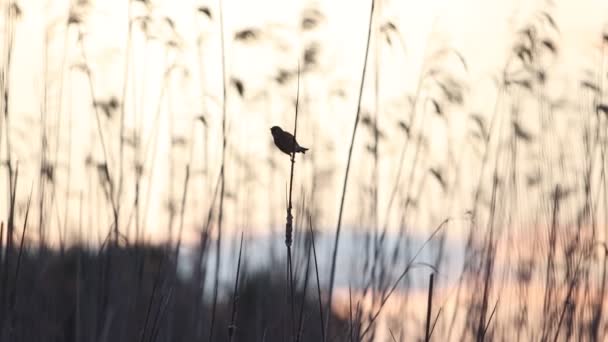 Silhouette eines Singvogels bei Sonnenuntergang — Stockvideo